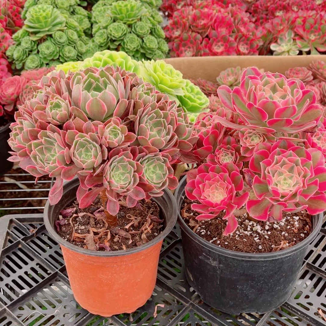 七彩+老桩浣纱11111111