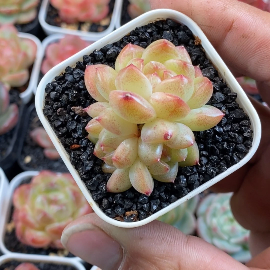 天官赐福百无禁忌