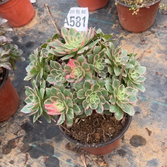 581万花筒不包断枝