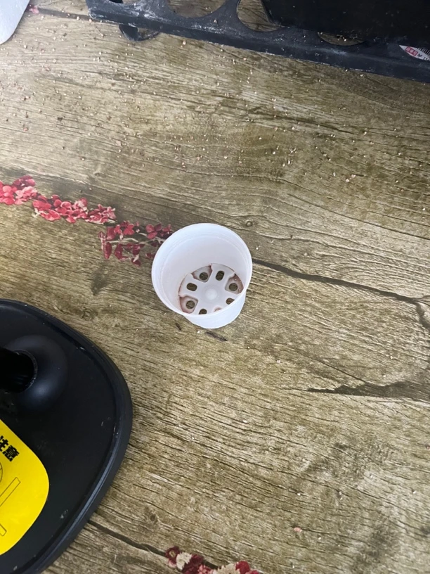 眼缘水泡多肉植物