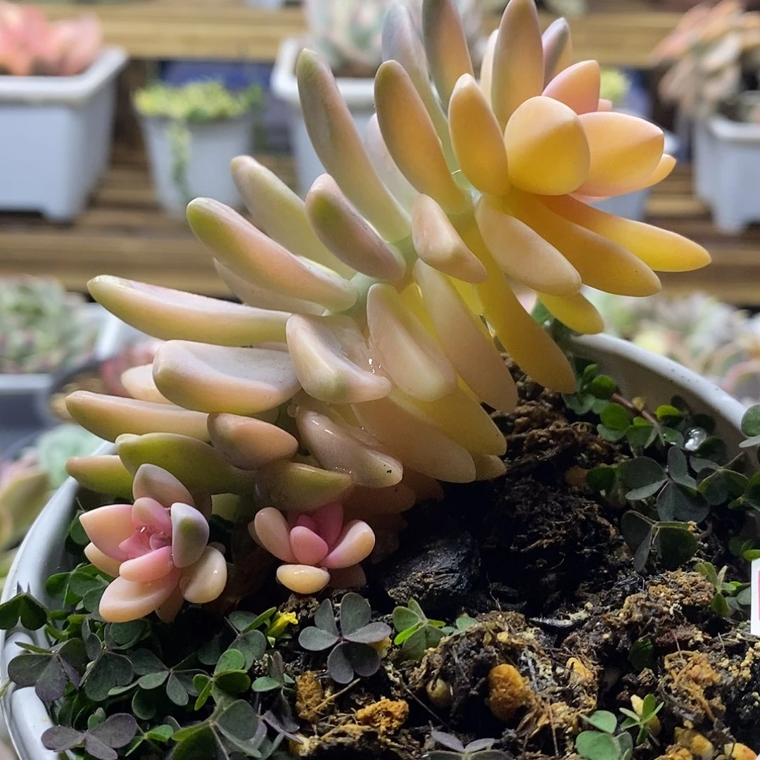 2116 淡雪锦多肉