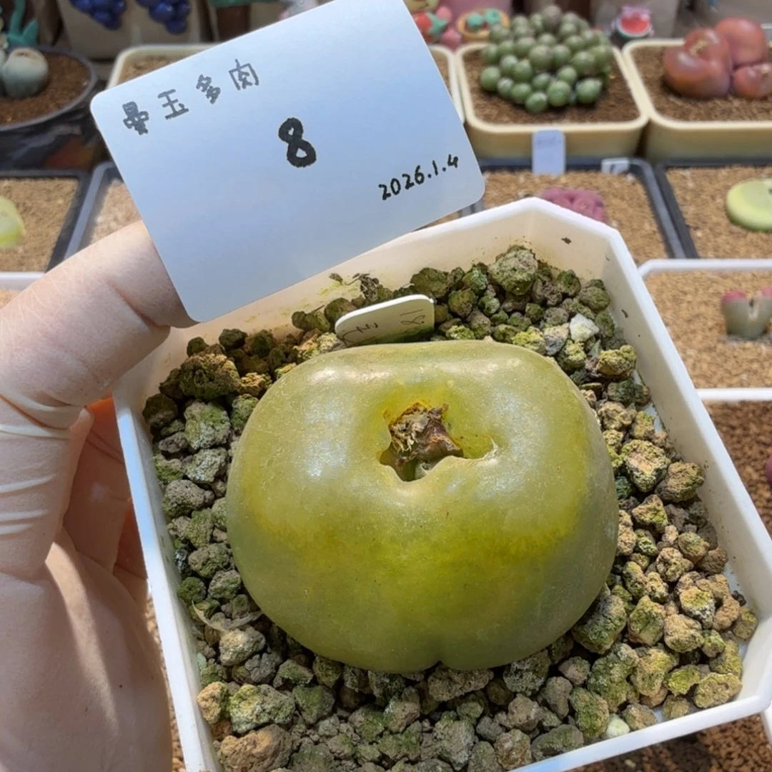 菠***长多肉多肉多肉1.4-008