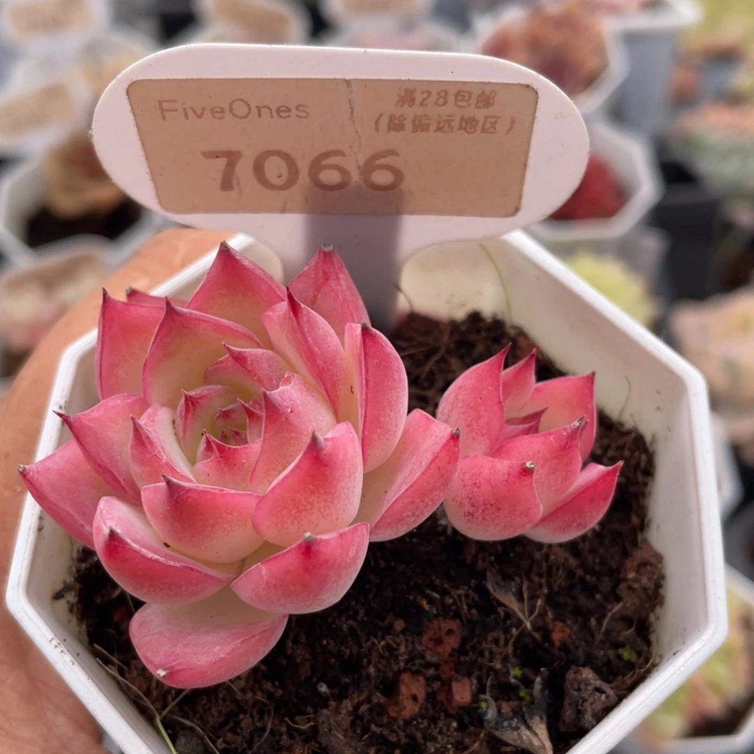 粉水晶7066-5.0厘米