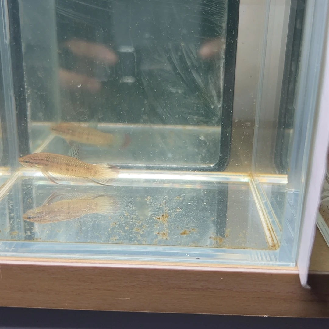 海水鱼泰国斗鱼原斗60号