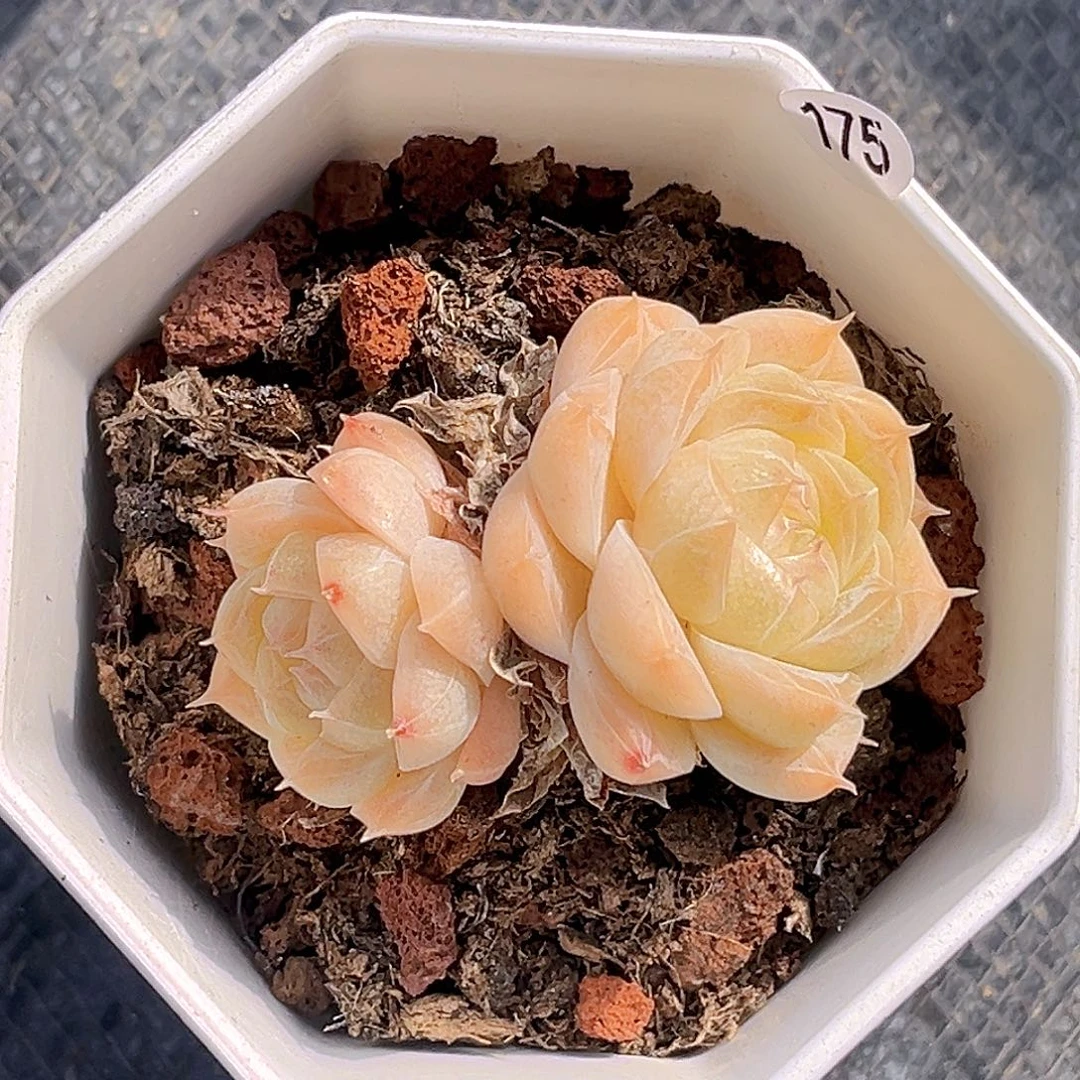 175 一物一拍 夏末精控