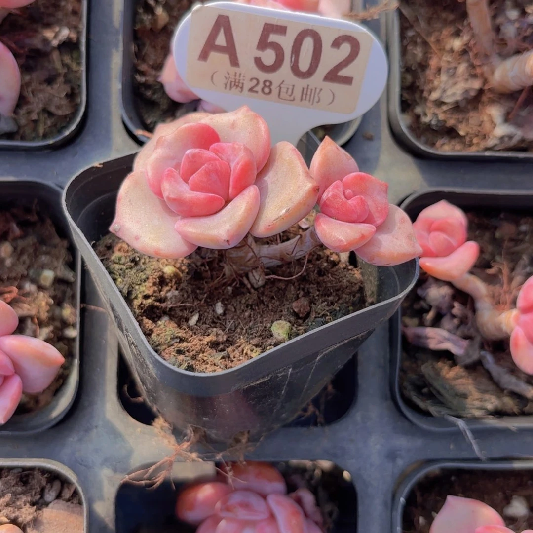 A502彩虹糖一物一拍