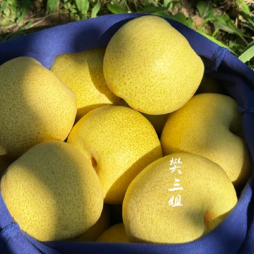 砀山酥梨精品果家庭装脆甜多汁顺丰当季水果皮薄多汁