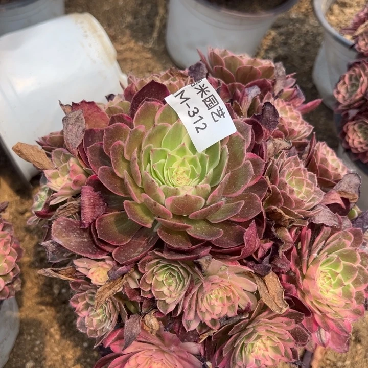 海王手捧多肉植物312