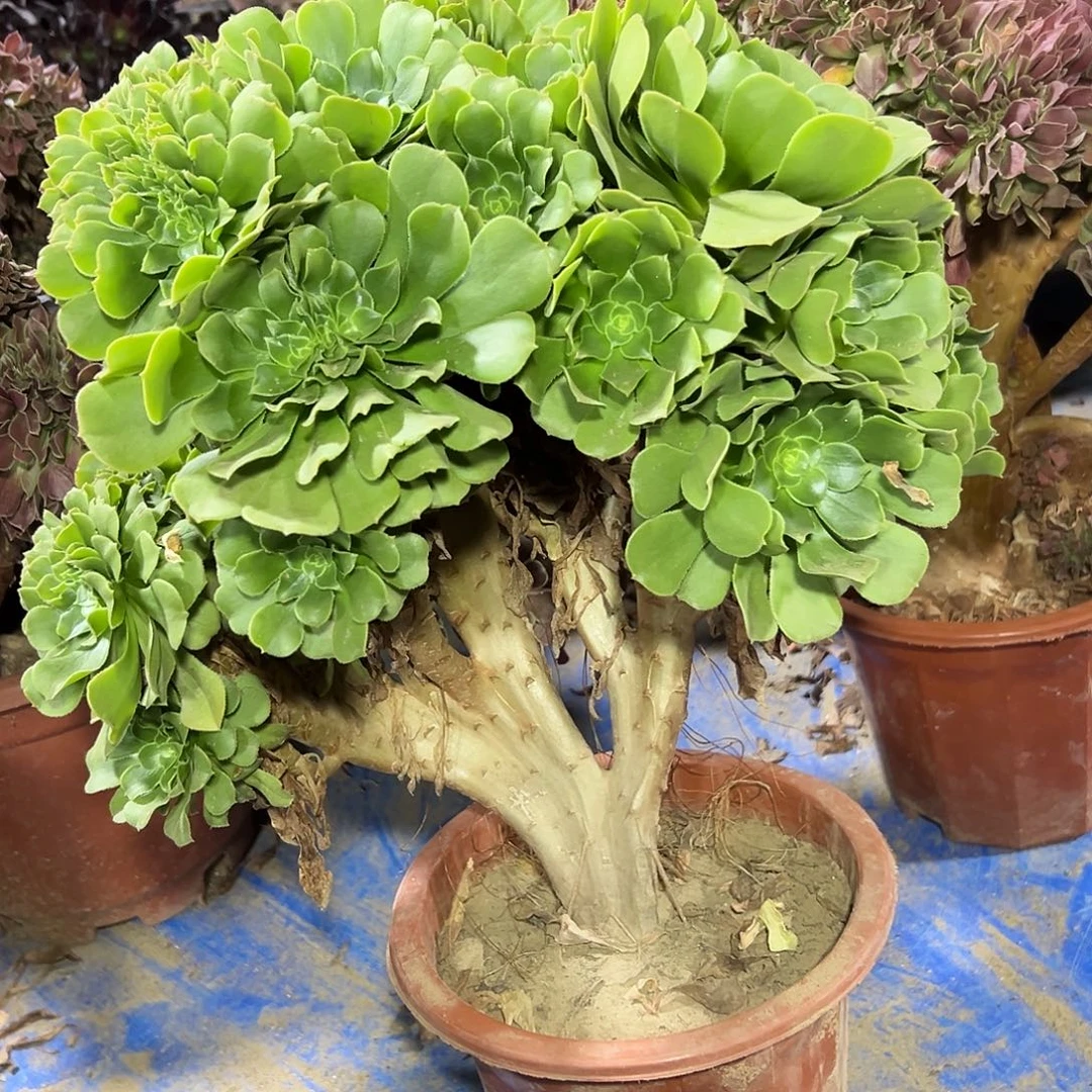 多肉308植物绿羊绒缀花