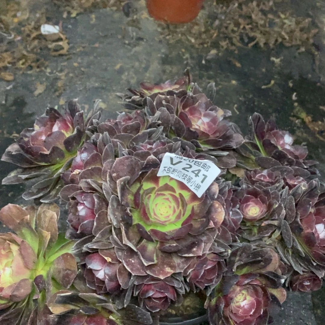 241黑魔花脸多肉法师锦