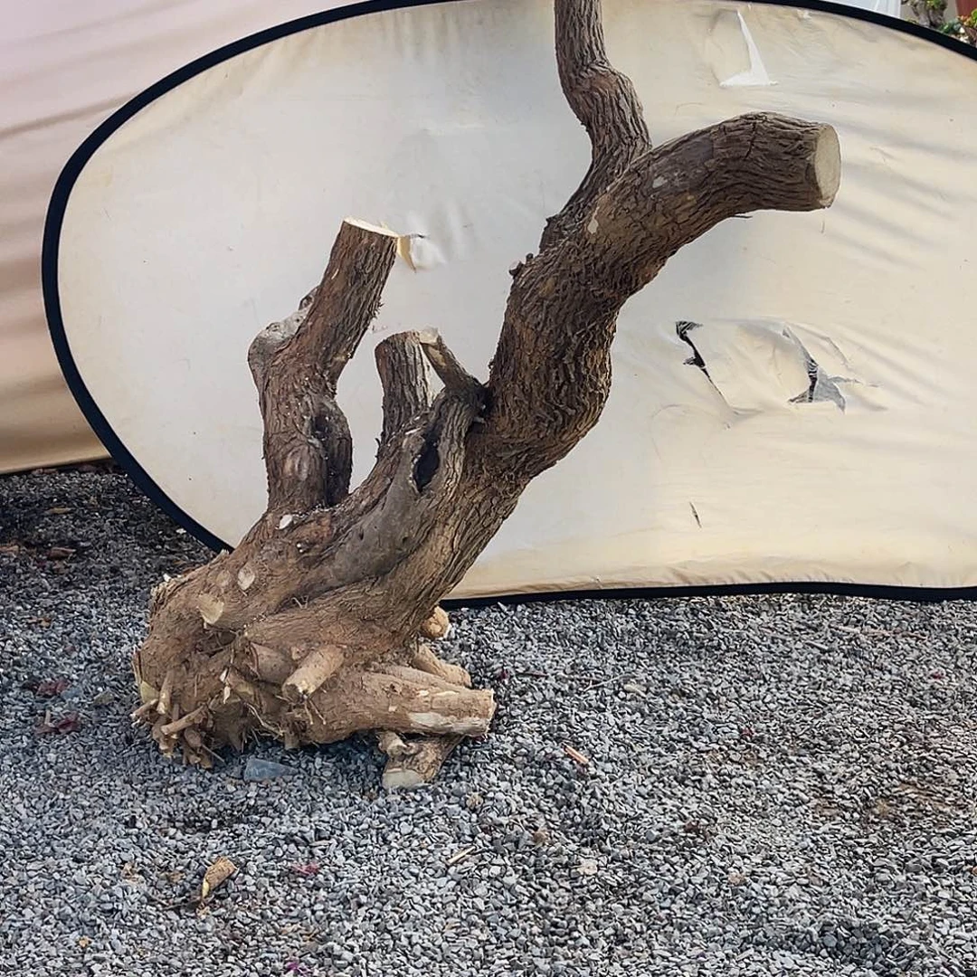 无花朵小叶紫老桩无花