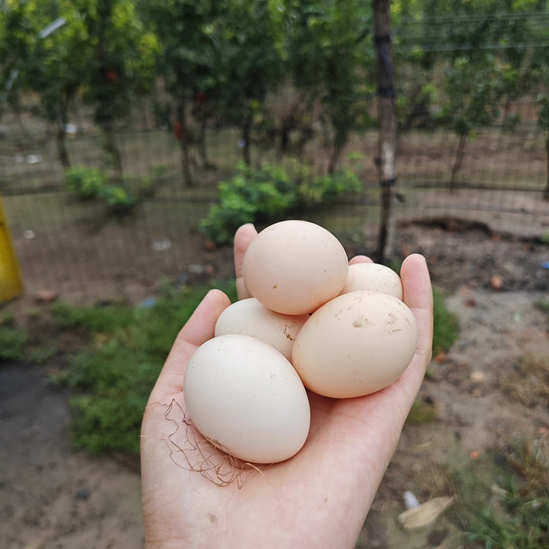 河南专属链接  新鲜散养柴鸡蛋高营养顺丰包邮