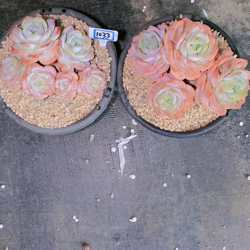 【闪购商品】不****调1033两盆
