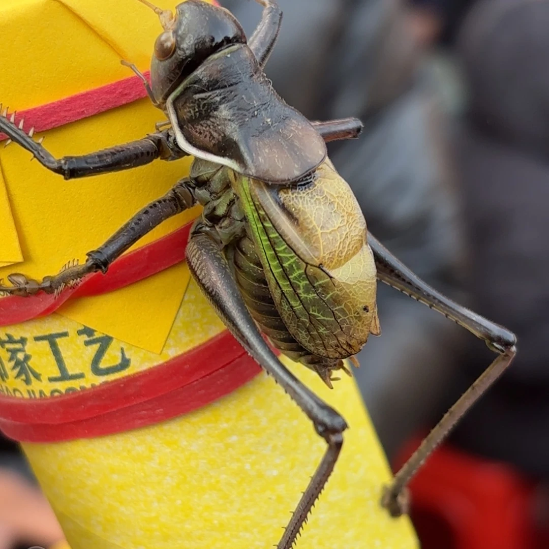 雾***车蝈蝈蝈蝈福福价格