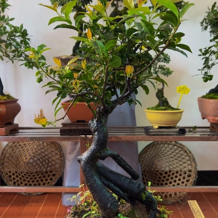 完全开放金弹子盆景一物一拍