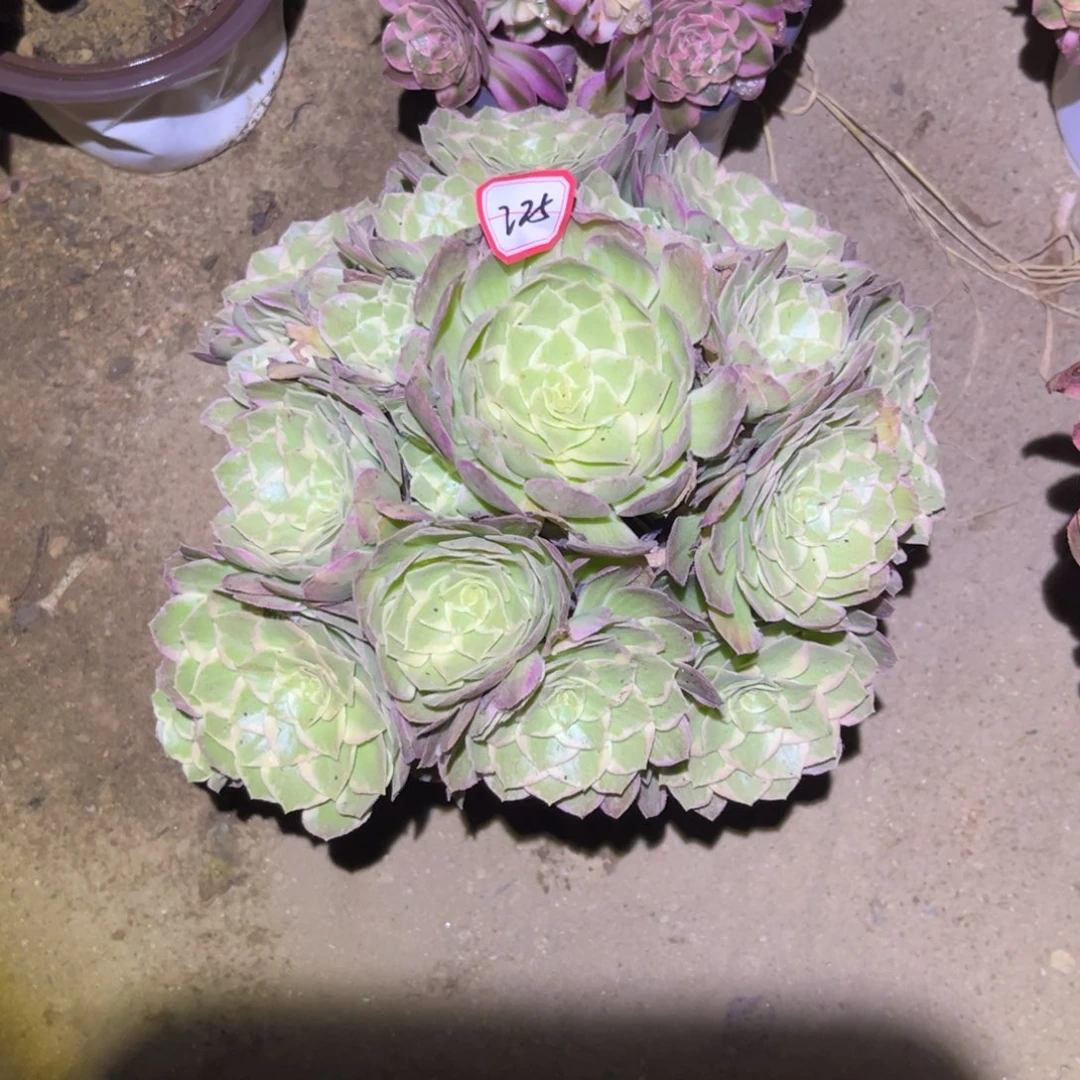 225多肉植物万花筒