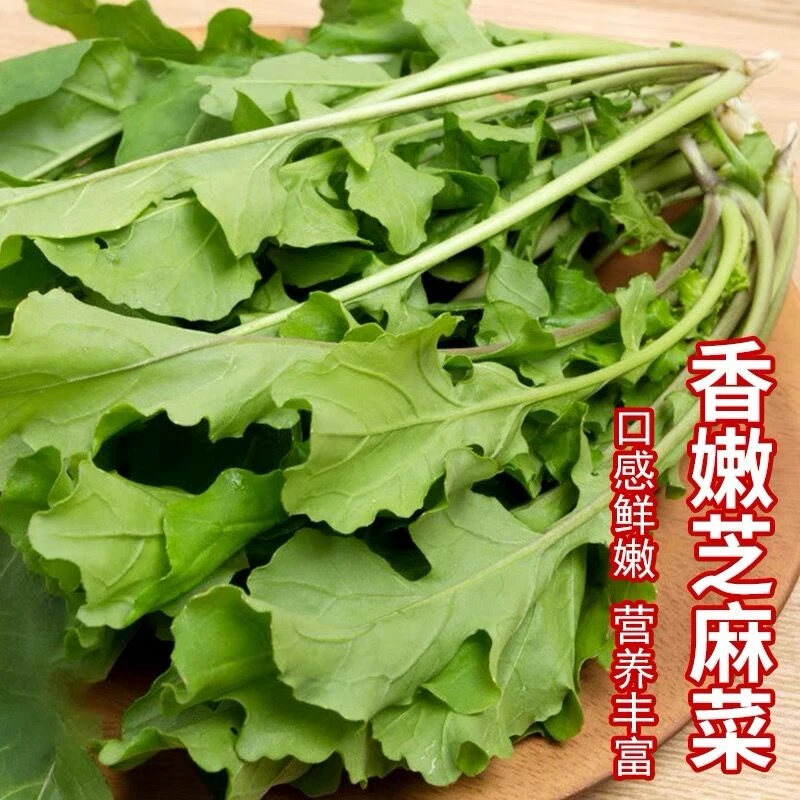 四季香嫩芝麻菜大叶臭菜种子野菜种孑春季秋阳台盆栽