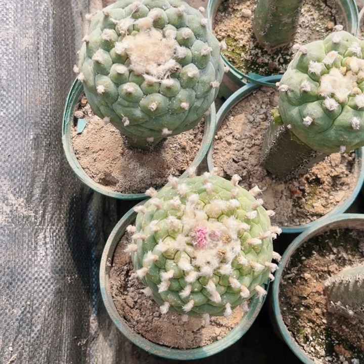 年**在草螺旋长毛海鲜