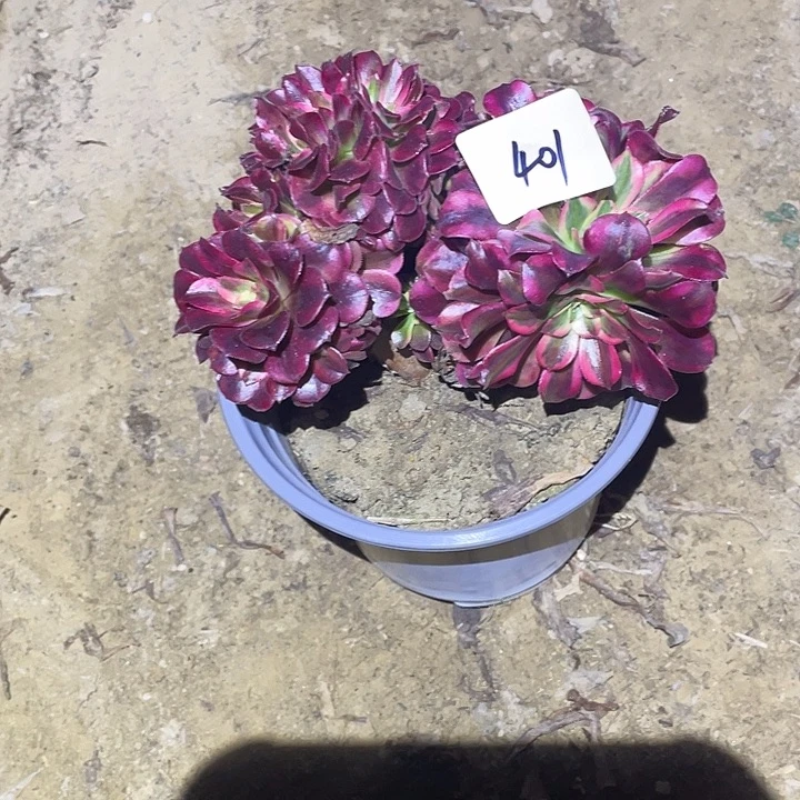 法师植物美杜莎变401