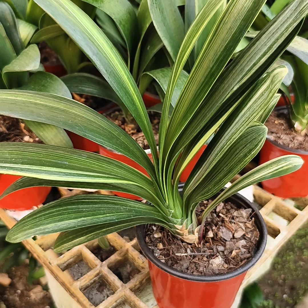 婉****完全开放彩残叶特惠苗一颗