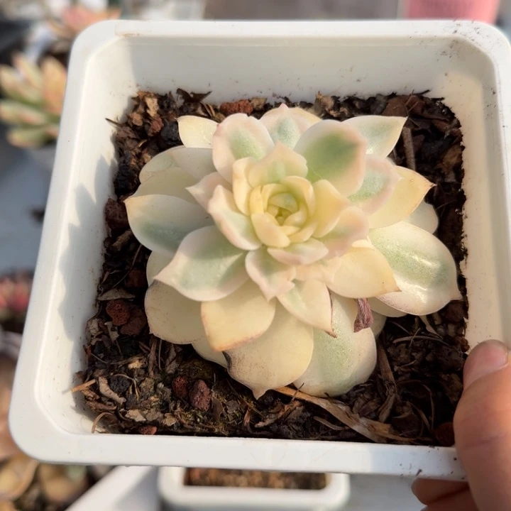 糖心杂交半全锦多肉植物