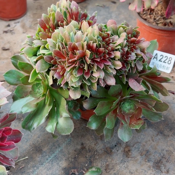 228玫瑰缀多肉植物的