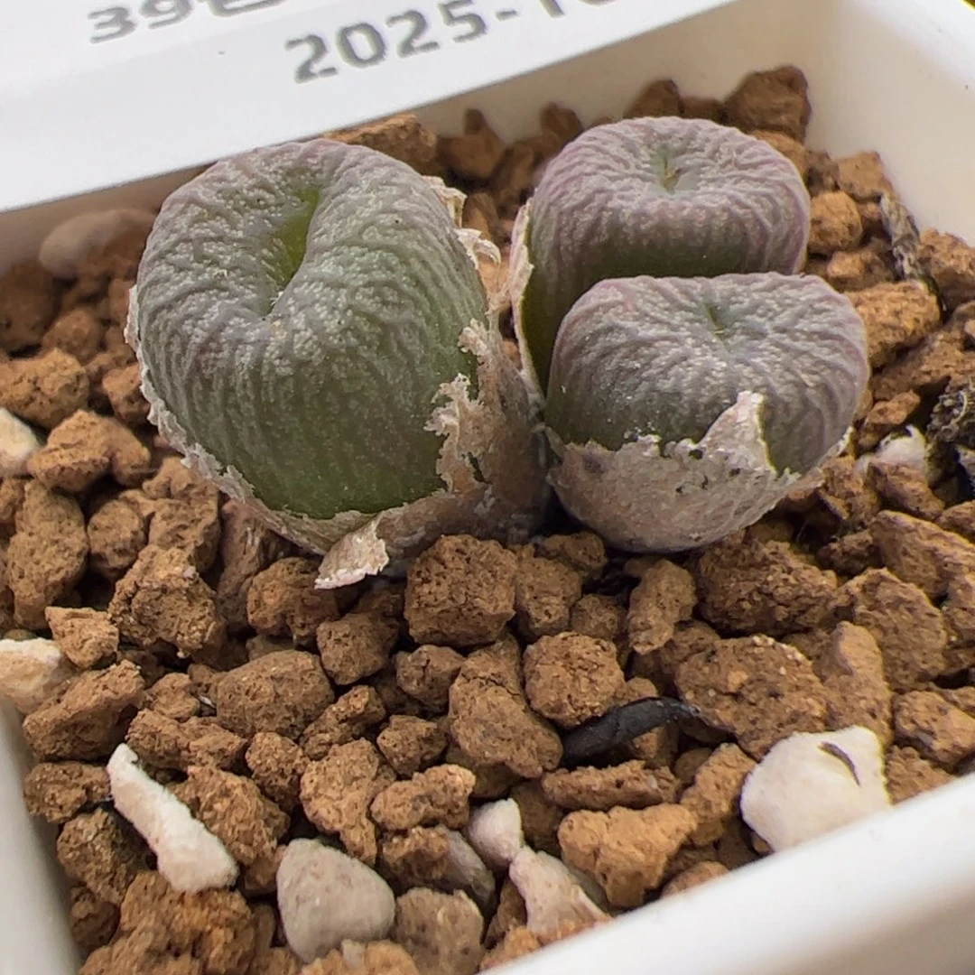 036号 蜜枣 多肉植物