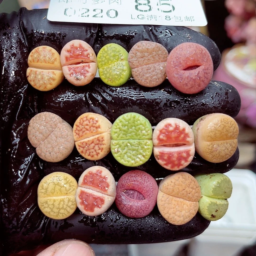 郎哥多肉生石花20-85