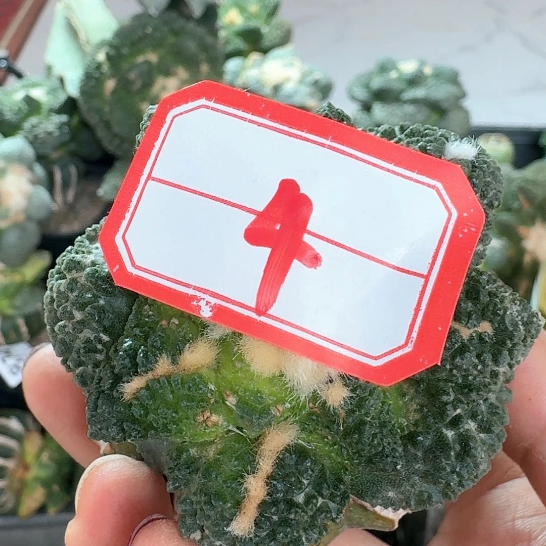 【闪购商品】无花朵刘*伟哥斯拉4