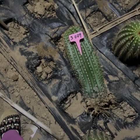 念牛牛3009毛花柱微瑕