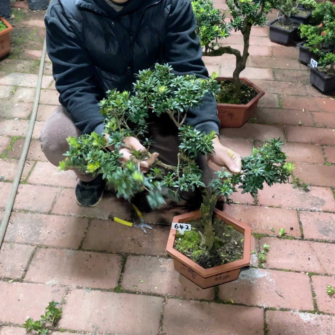 v***x以实际为准罗汉松珍珠642不带盆