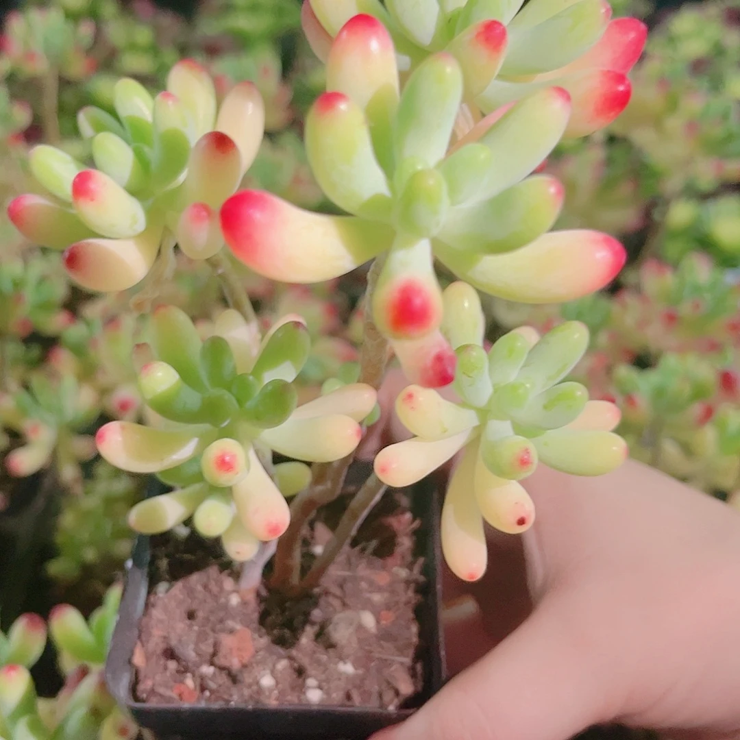 多肉植物果冻乙女心脱土量拍