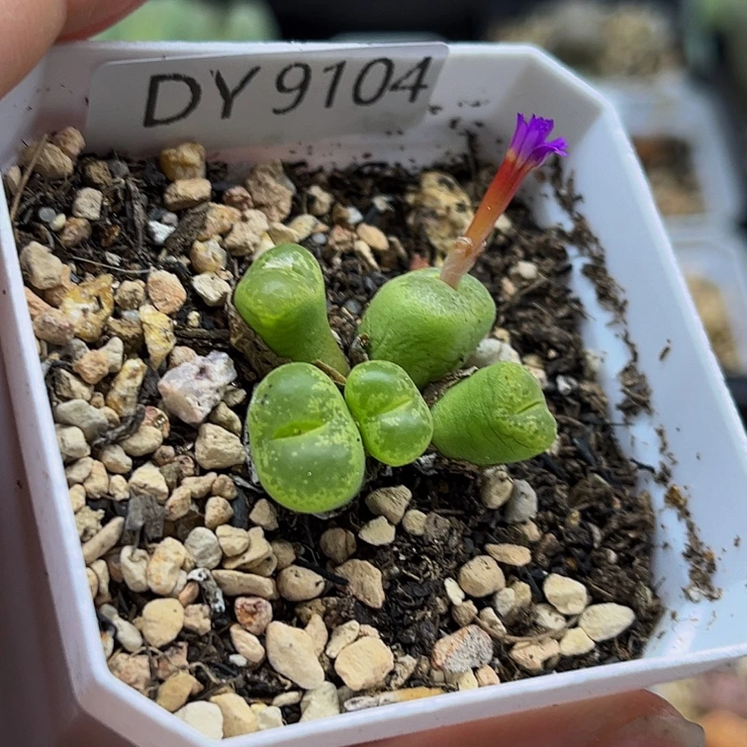 一物一拍勋章9104绿流苏