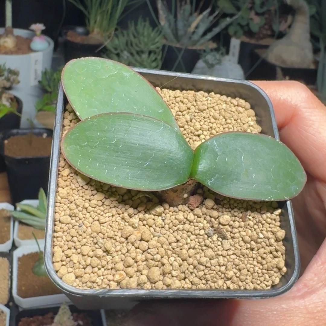 蕾丝灯台百合球根多肉植物