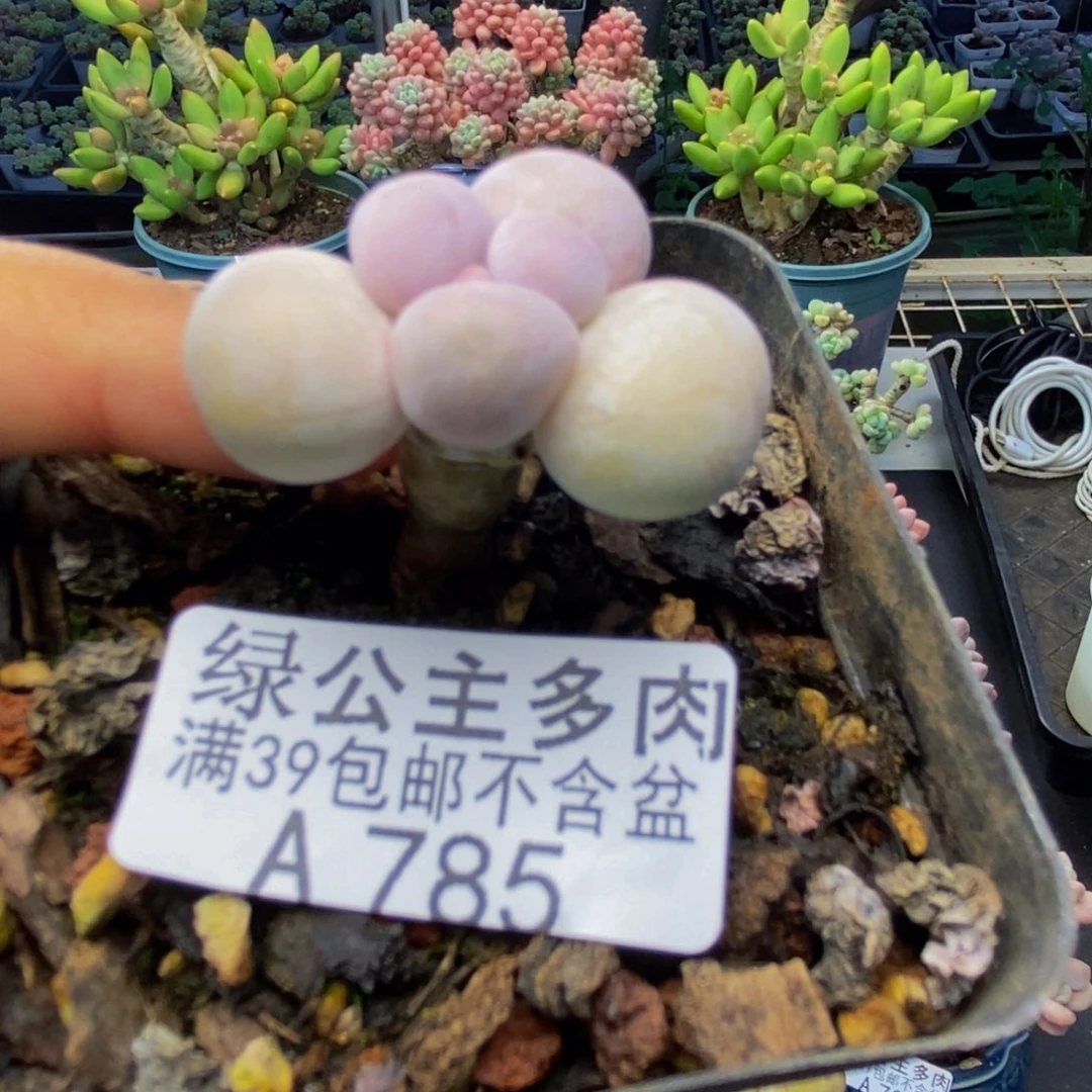 785橙奶多肉肉2c m