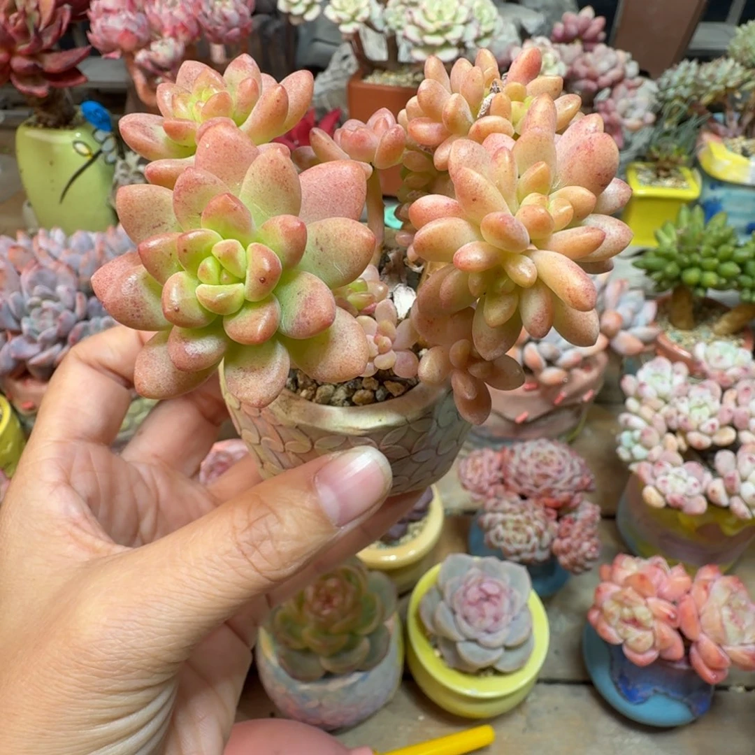 香格里拉 精品多肉含盆土 一物一拍