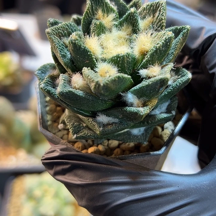 24号根芽博士牡丹6.1公分