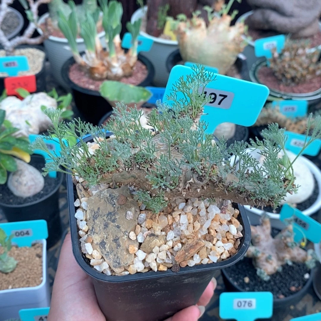 白皮越界多肉植物