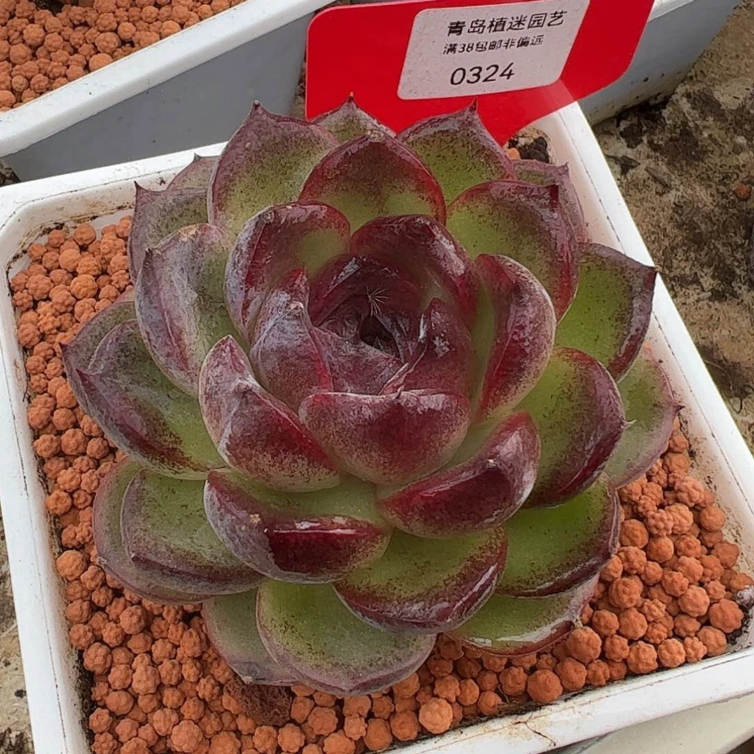 0324黑橙多肉植物
