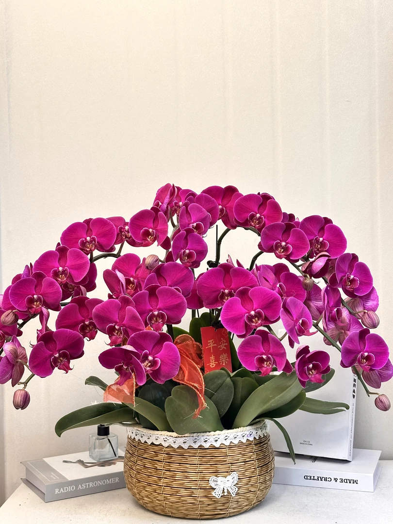 蝴蝶兰 【大辣椒】真花 送人送礼必备 四季开花 花苞少 多样性发货