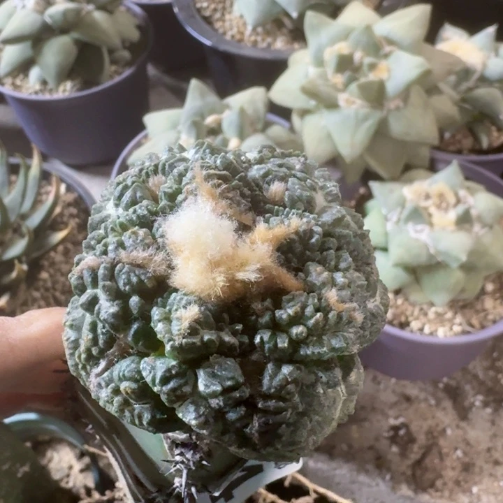 2014大尤龟甲牡丹仙人球