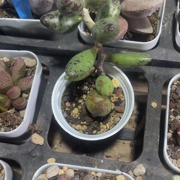 小黄鱼水泡带盆土发