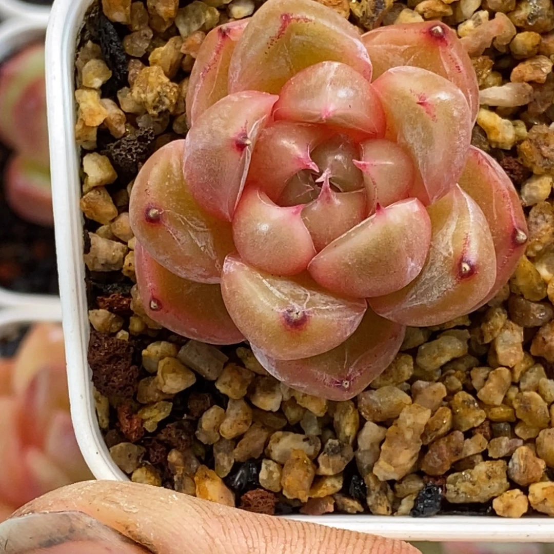 天官赐福百无禁忌