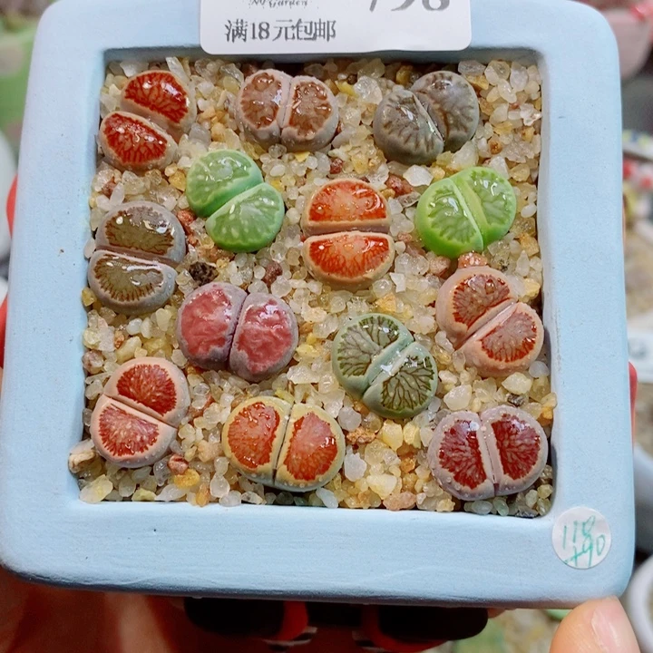 生石花花哈哈哈哈798