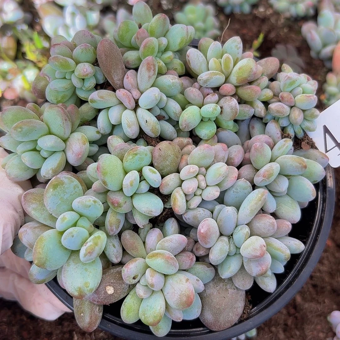 多肉植物多肉植物438
