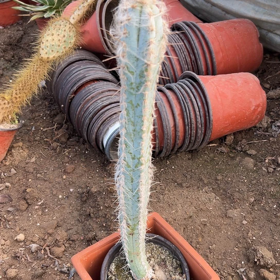 篮柱儿啊了呃呃呃呃