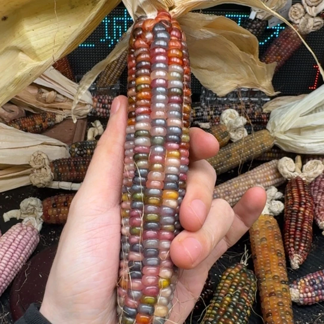 柏香籽/百香籽吊坠米*