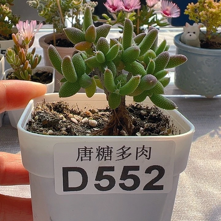 玉米552。           
