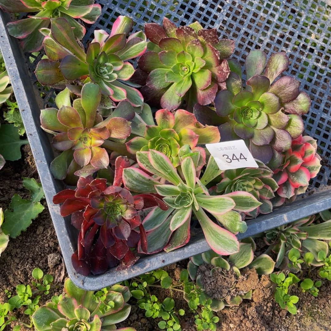 344大丝巾多肉组合10颗7公分