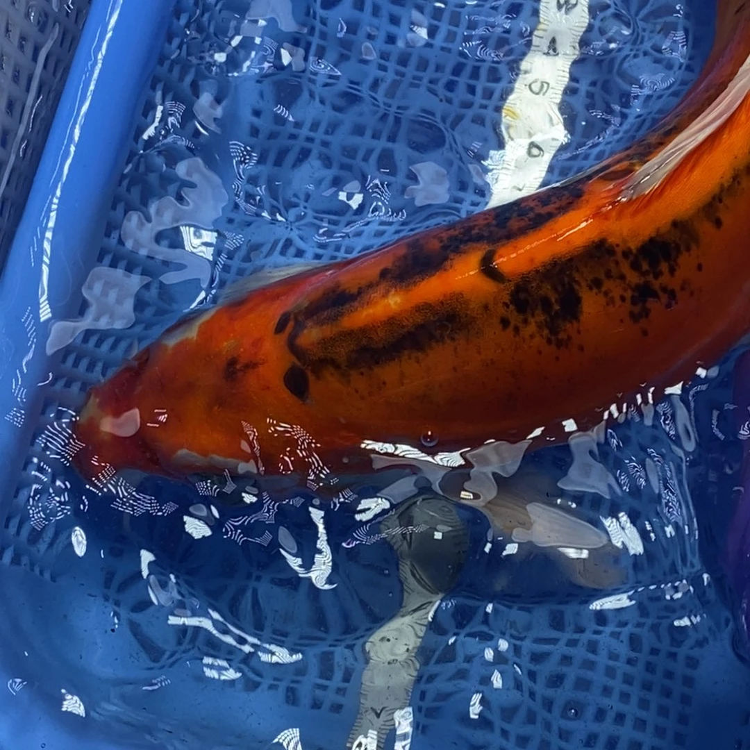 锦鲤冷水锦鲤包邮^_^